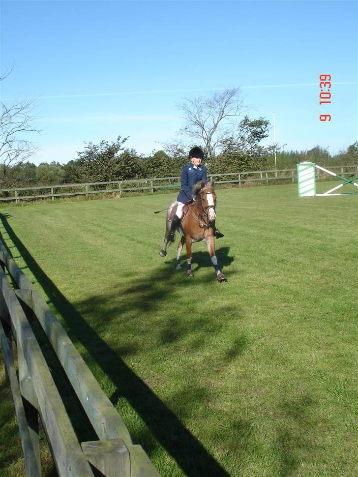 Welsh Pony af Cob-type (sec C) Bastiaan  *~*SOLGT*~* - Bastiaan på vej ud fra LA i NCR billede 3