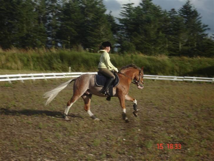 Welsh Pony af Cob-type (sec C) Bastiaan  *~*SOLGT*~* - Bastiaan til træning i FORK billede 6
