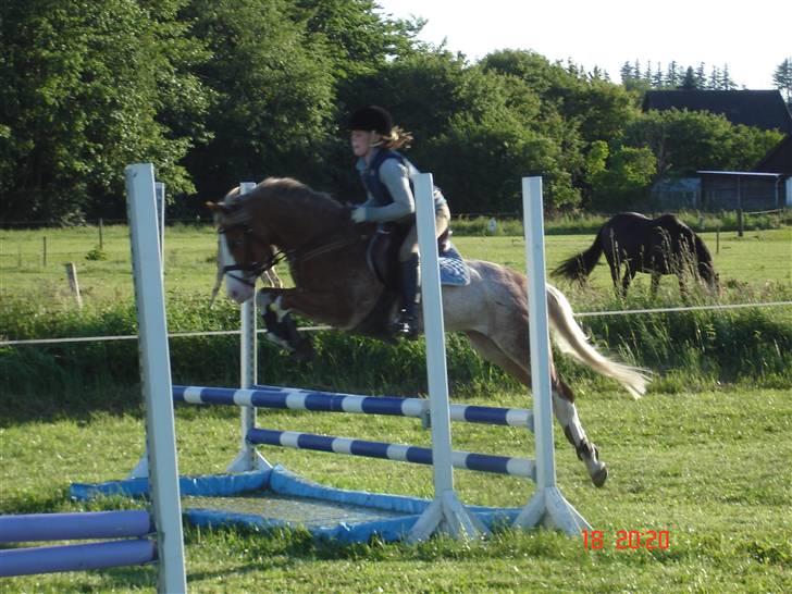 Welsh Pony af Cob-type (sec C) Bastiaan  *~*SOLGT*~* - Bastiaan hjemme over blå vand billede 7
