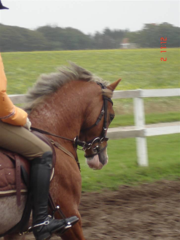 Welsh Pony af Cob-type (sec C) Bastiaan  *~*SOLGT*~* - Bastiaan hjemme på dressurbanen ;)  billede 8