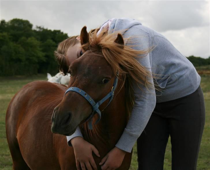 Shetlænder Lucky Boy - 1 # VELKOMMEN :) Fotograf; ©KSL/Katrine billede 1