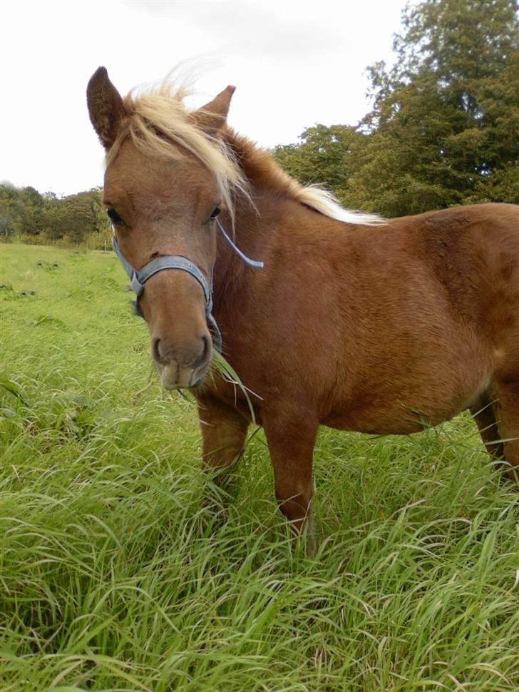 Shetlænder Lucky Boy - 2 # Fotograf; JMP© billede 2