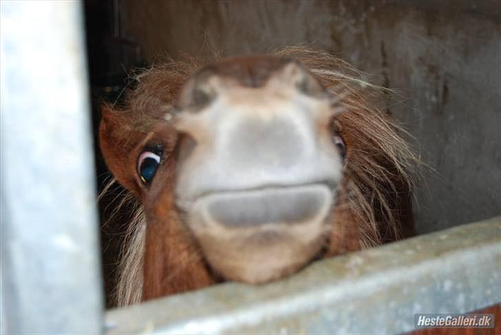 Shetlænder Lucky Boy - 3 # Ja det er så hans mule x) Fotograf; Ejnar Beck billede 3