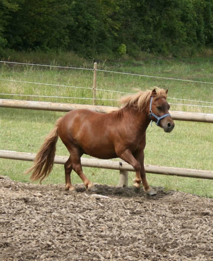 Shetlænder Lucky Boy - 4 # Så skal der løbes! :D Fotograf; ©KSL/Katrine billede 4