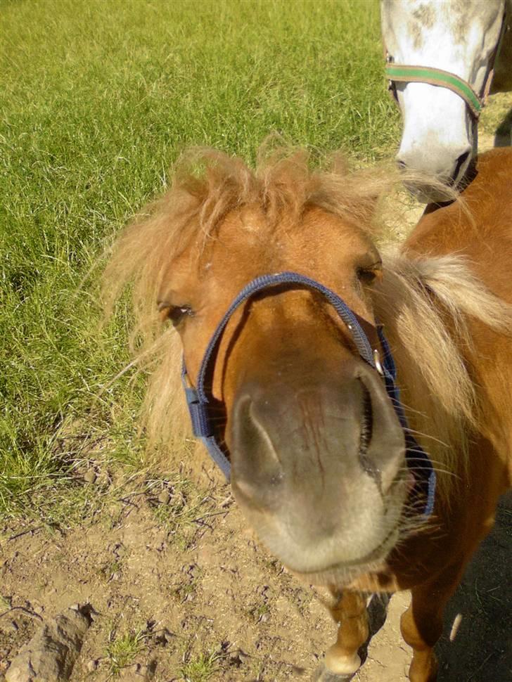 Shetlænder Lucky Boy - 6 # Grinern billede! xD Fotograf; JMP© billede 6