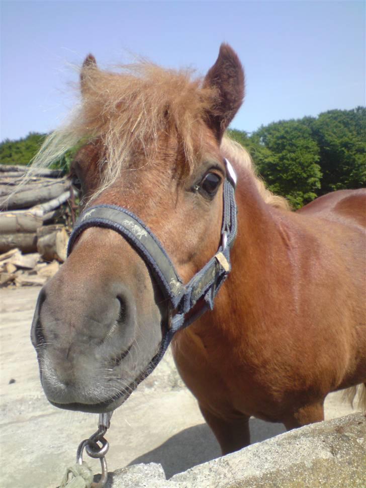 Shetlænder Lucky Boy - 7 # Hej, lige efter han er blevet vasket :D Fotograf; JMP© billede 7