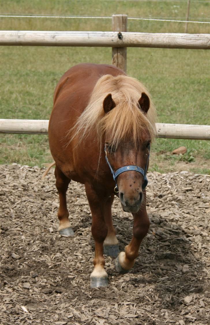 Shetlænder Lucky Boy - 11 # hej med dig ;D Fotograf; ©KSL/Katrine billede 11