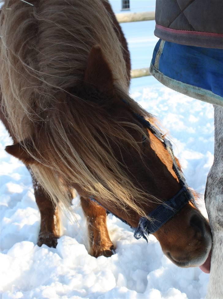Shetlænder Lucky Boy - 13 # Skøre hyp!xD Fotograf; JMP© billede 13