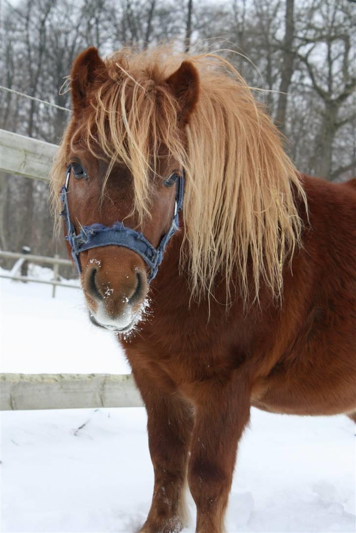 Shetlænder Lucky Boy - 15 # Bamse!:D Fotograf; JMP© billede 15