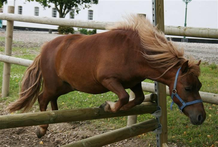 Shetlænder Lucky Boy - 16 # det her spring er 80 cm.:) Fotograf; ©KSL/Katrine billede 16