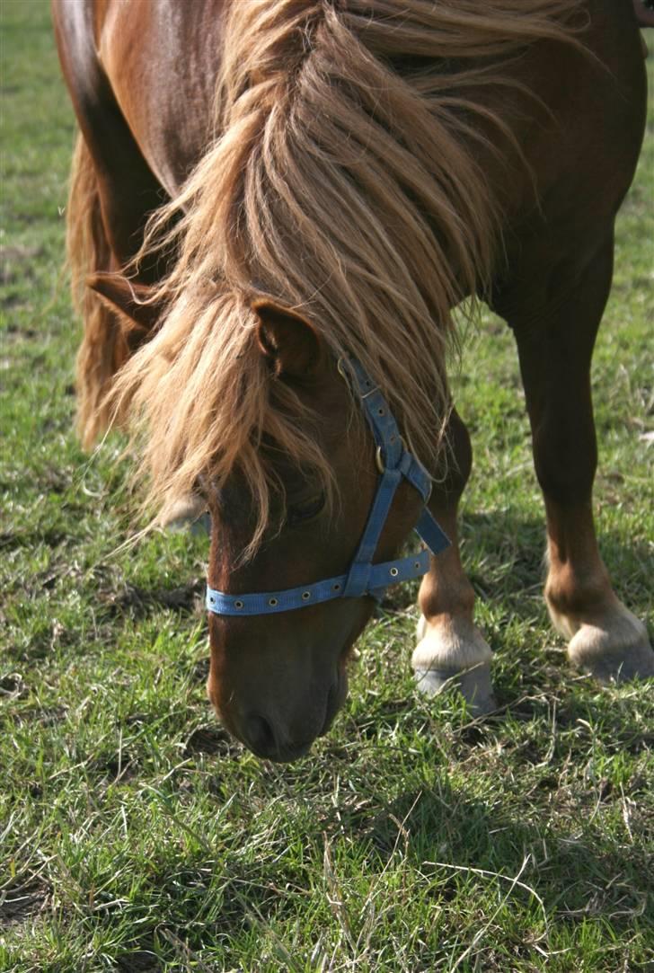 Shetlænder Lucky Boy - 19 # huhuh xD Fotograf; ©KSL/Katrine billede 19