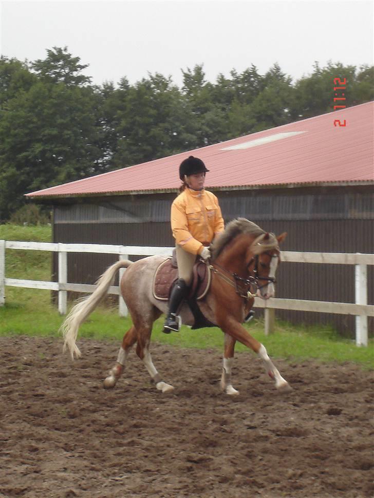 Welsh Pony af Cob-type (sec C) Bastiaan  *~*SOLGT*~* - Bstiaan hjemme :) billede 10