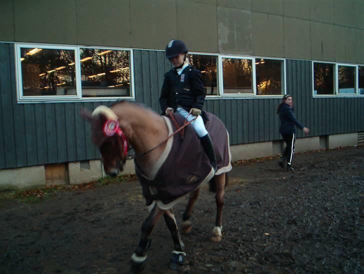 Welsh Pony (sec B) LL Merringgårds Sir Jacob - En rød hihi :-) billede 5