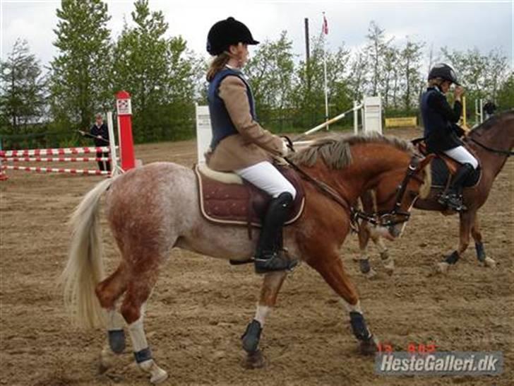 Welsh Pony af Cob-type (sec C) Bastiaan (SOLGT)  - farsø, 2 plads;D billede 9