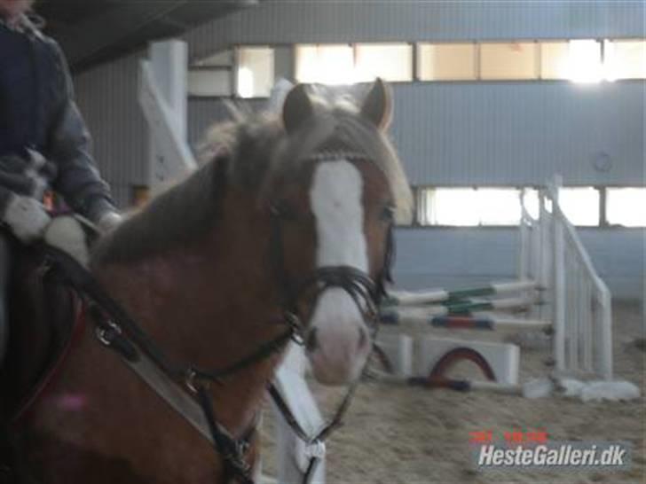 Welsh Pony af Cob-type (sec C) Bastiaan (SOLGT)  - bastiaan ikke så gamel, har næsten lige lært at springe;D billede 11