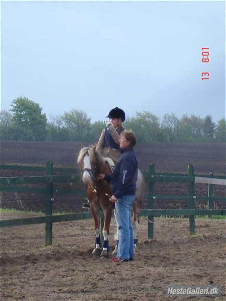 Welsh Pony af Cob-type (sec C) Bastiaan (SOLGT)  - farsø ;d billede 12