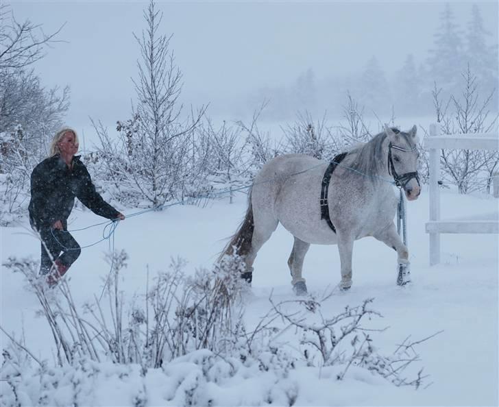 Tysk Sportspony Julia  billede 8