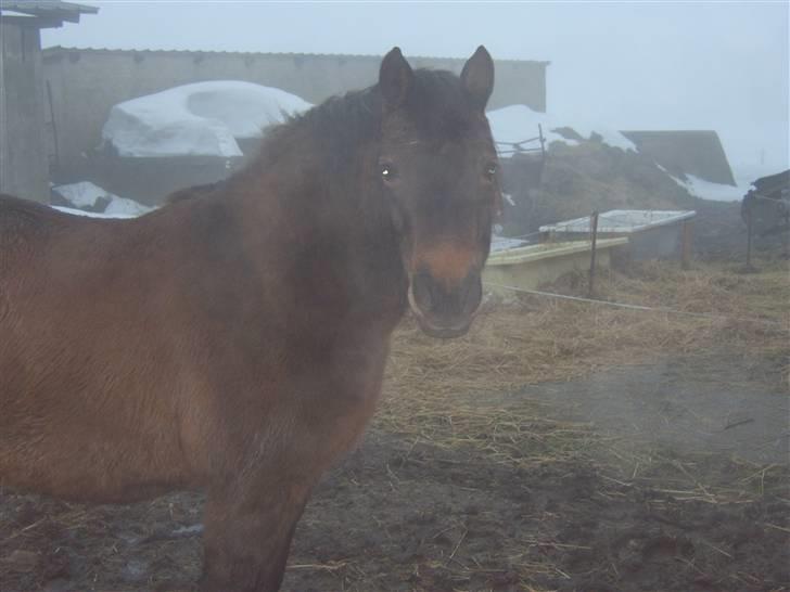 Anden særlig race Valde - han ligner/er en bamse med vinter pæls =) ( undskyld kvaliteten men der var frost i vejret) billede 2