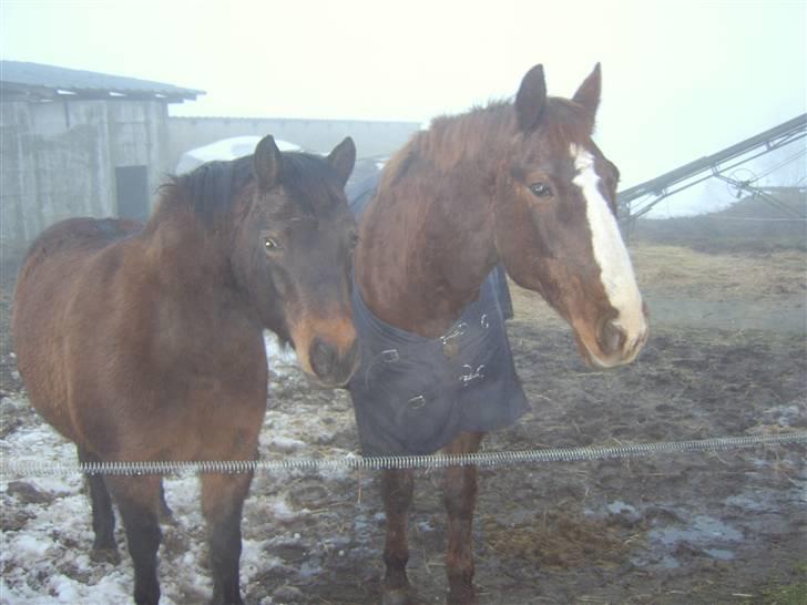 Anden særlig race Valde - valde og hans gode ven gandis <3 (også frost i vejret) billede 3
