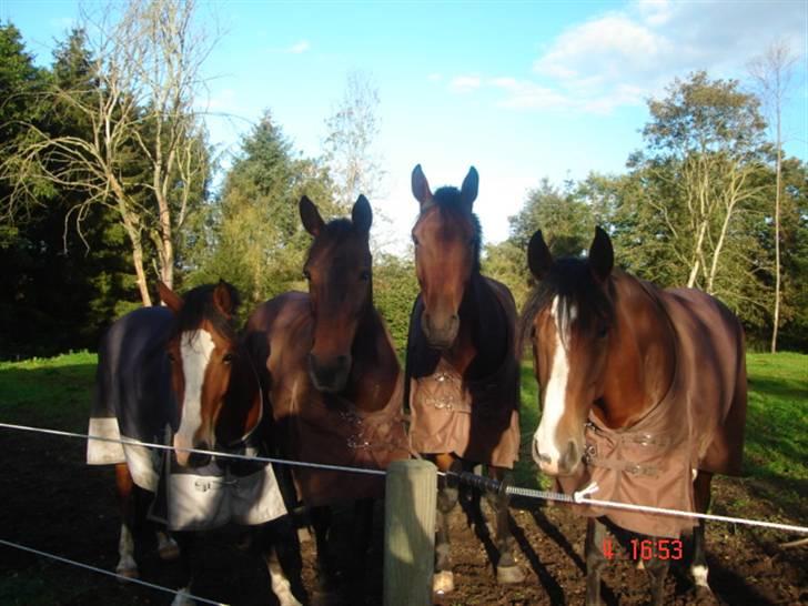 Tysk Oldenburger Don Armani - Armani nr 2 fra højre. Med hans 3 venner billede 5