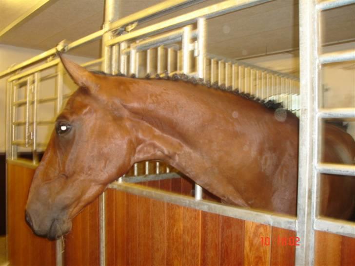 Tysk Oldenburger Don Armani - Lige kommet hjem fra stævne, hvor han vandt alle sine 4 klasser. ¨Sååå dygtig billede 6