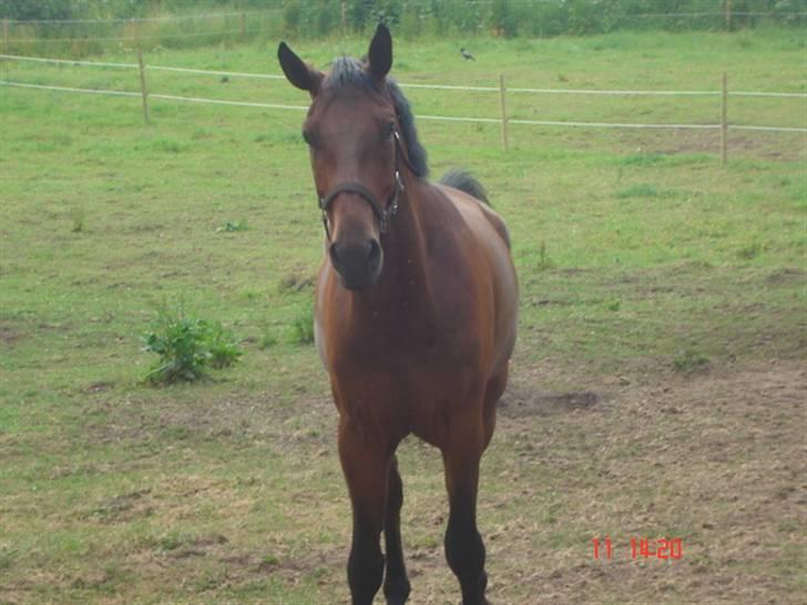 Tysk Oldenburger Don Armani - Hej mor, er du der;) billede 7