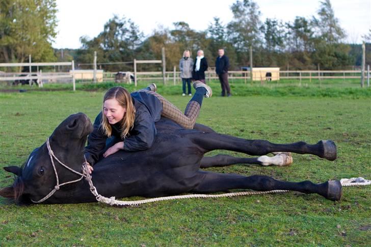 Oldenborg | Svalegaardens Indy - Ligge ned? :D  billede 5