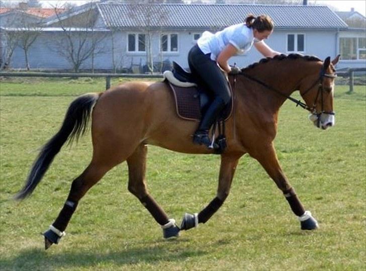 Anden særlig race Bækagers Louie - aflivet - Bækagers Louie den 5 april 2009 på springbanen :) billede 7