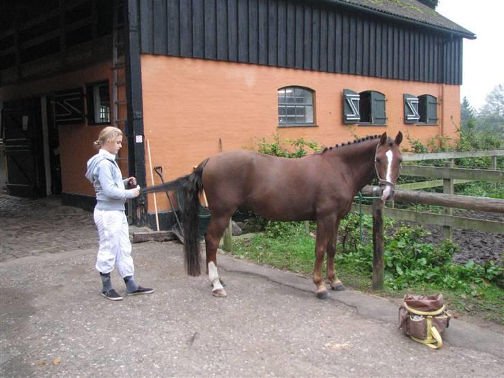 New Forest Boytano  - Nej Dog ! se hvor fin jeg blir ! :p  billede 10