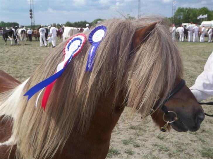 Shetlænder Diamond Hagenstrup - Varde dyrskue 2008 23 p og ærespræmie billede 6