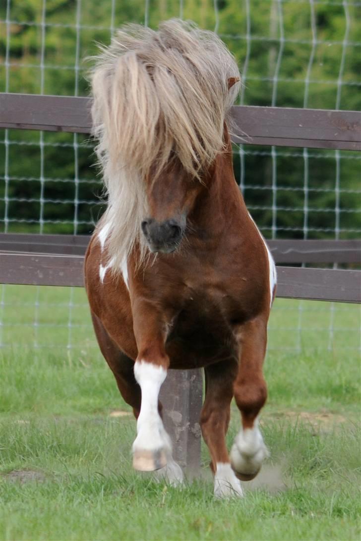 Shetlænder Diamond Hagenstrup billede 2