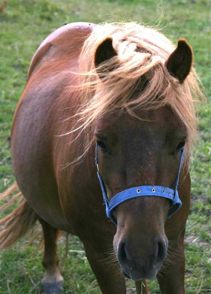 Shetlænder Lucky Boy - 20 # Farveeel smid en kommentar tak! Fotograf; ©KSL/Katrine billede 20