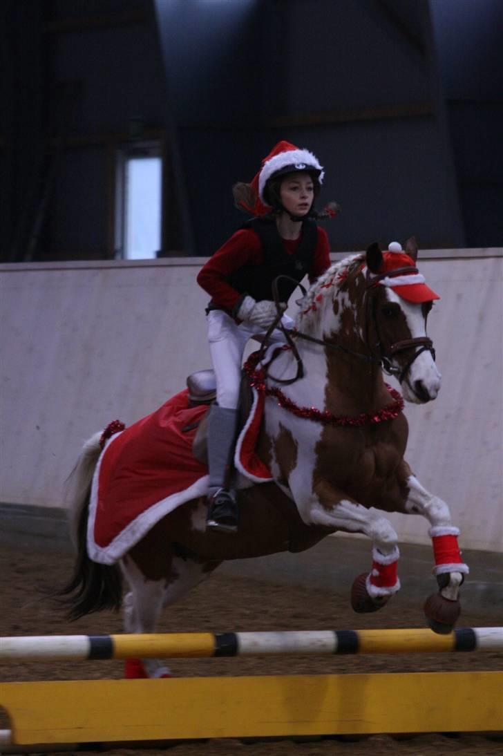 Pinto + Welsh Låddenhøjs Zioux  - 4# Nissespring  december 2008 :)  fotograf: Janofoto :) MÅ IKKE KOPIERES!!!! billede 4