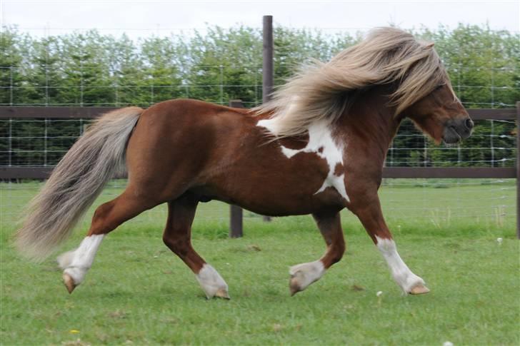 Shetlænder Diamond Hagenstrup - Marts 2008 billede 19