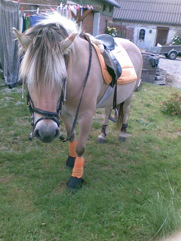 Fjordhest Lotte - Lotte med nyt underlag og bandager (: billede 17