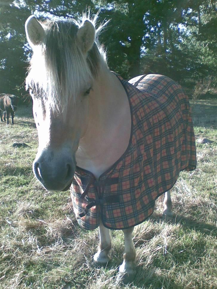 Fjordhest Lotte - Lotte med sit nye skridttæppe (: billede 18