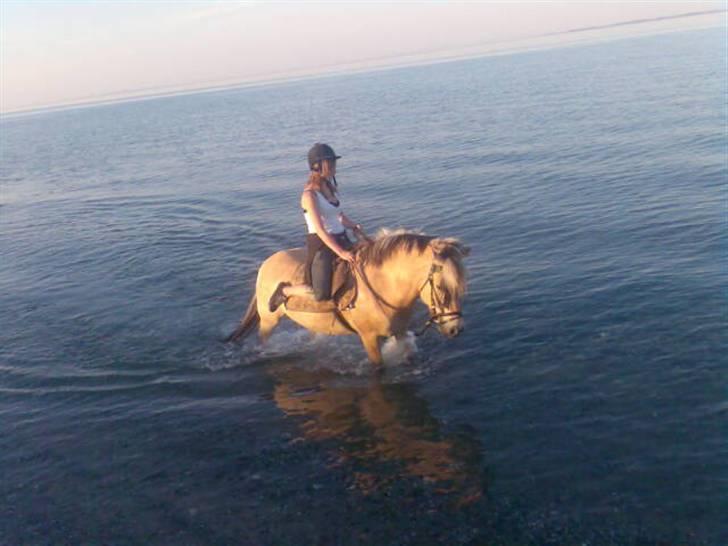 Fjordhest Lotte - Ihh vi elsker at være ved havet :b billede 19