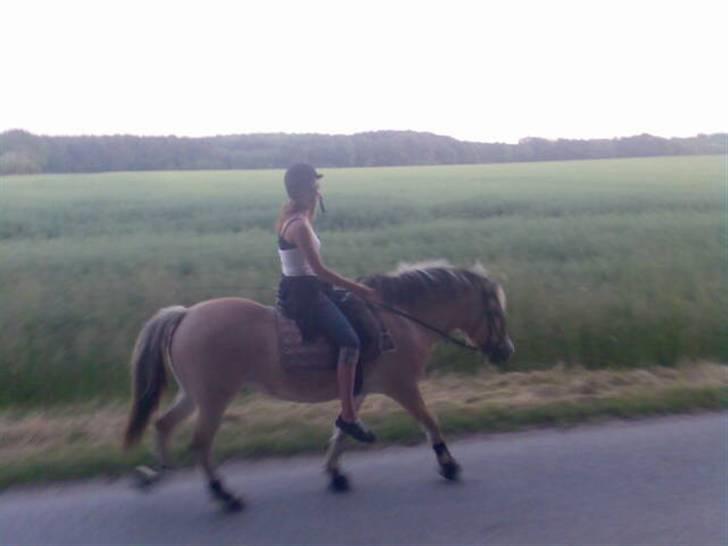 Fjordhest Lotte - Så vi på vej hjem fra en dejlig tur ved stranden (: billede 20