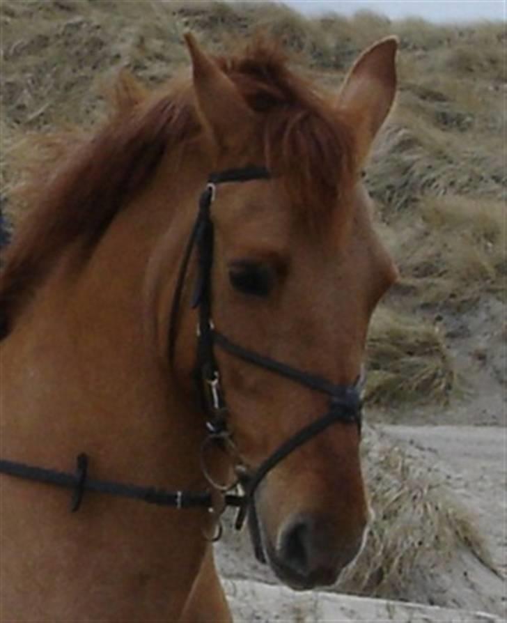 Anden særlig race Unique - Unique på stranden... billede 13