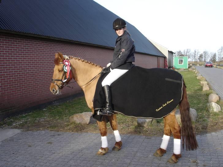 Anden særlig race Unique - 1. og 3. plad i dressur i Lerbæk... Dejlig pony.. billede 18