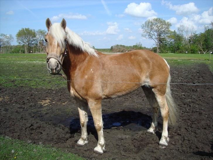 Haflinger Wyomi  - Forår 2010 billede 14