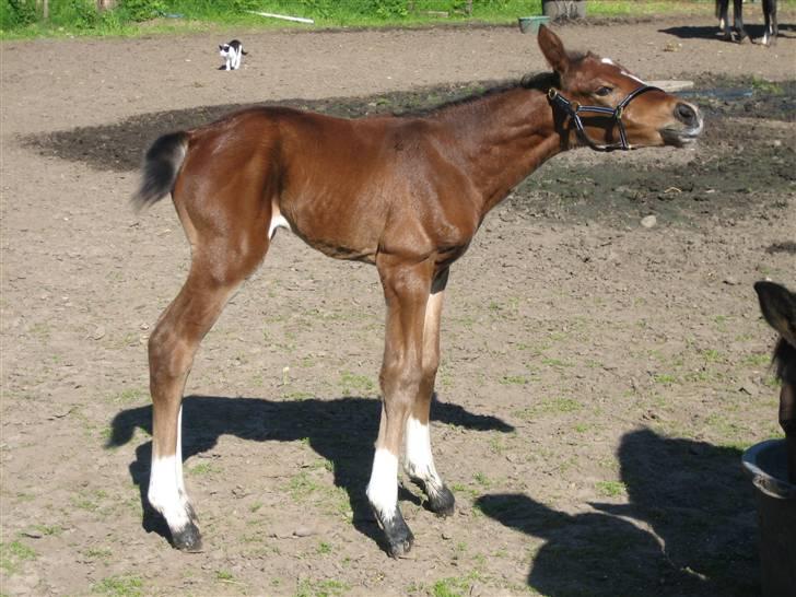 Dansk Varmblod Graversgaards Cyril billede 1
