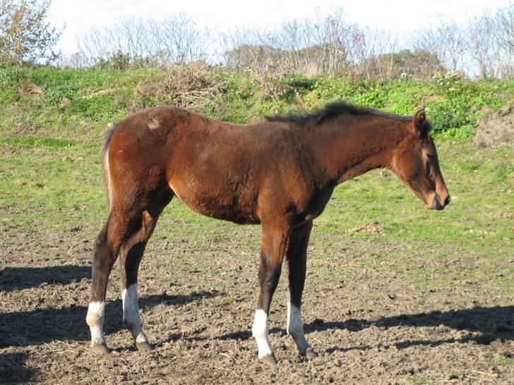 Dansk Varmblod Graversgaards Cyril billede 2