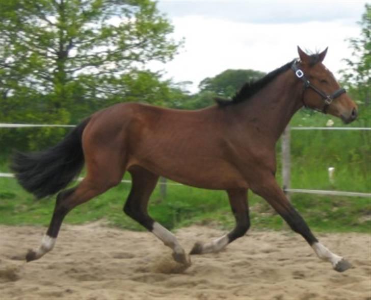 Dansk Varmblod Graversgaards Cyril billede 3