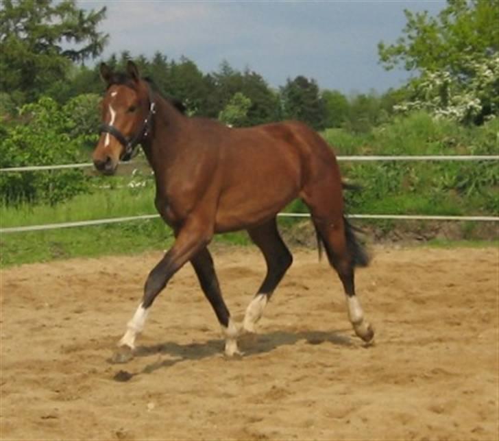 Dansk Varmblod Graversgaards Cyril billede 4