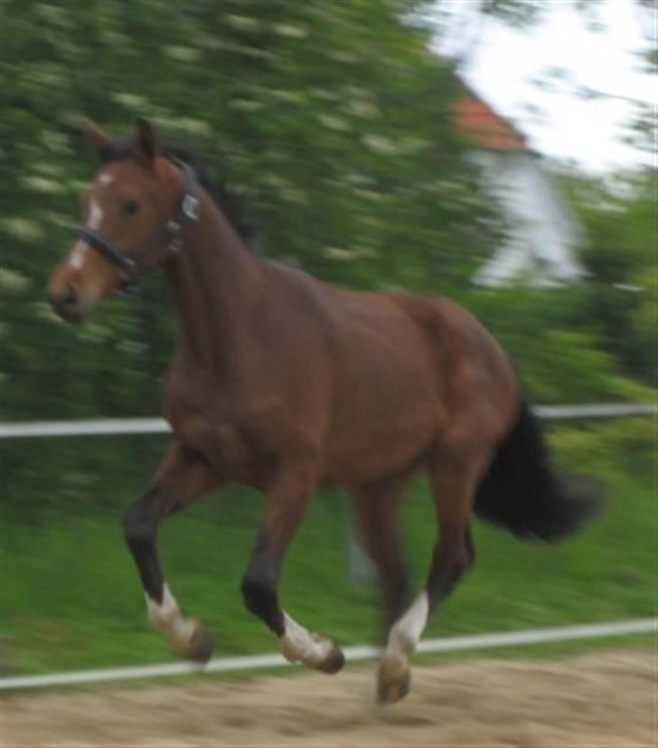 Dansk Varmblod Graversgaards Cyril billede 5