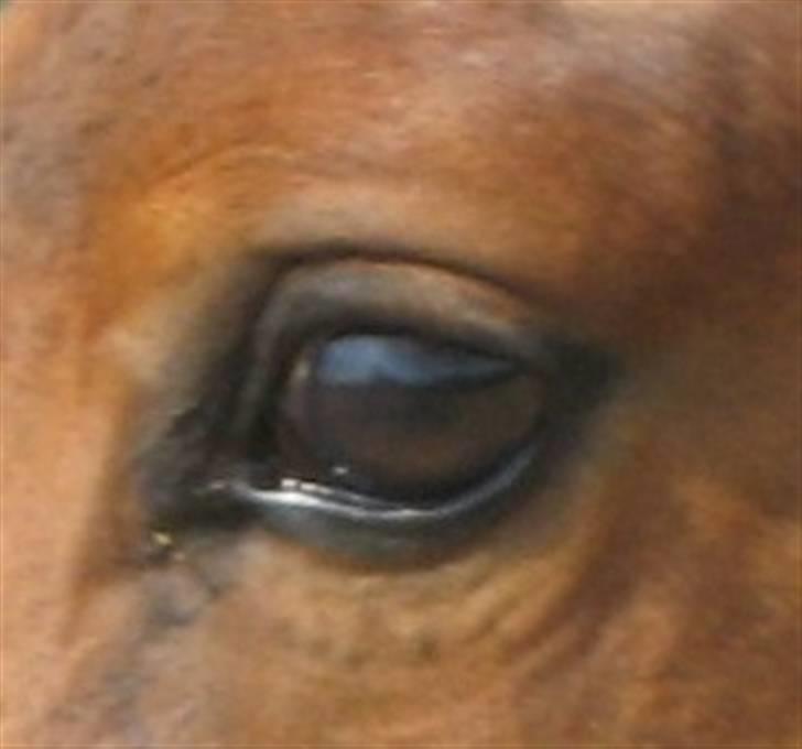 Dansk Varmblod Graversgaards Cyril billede 6