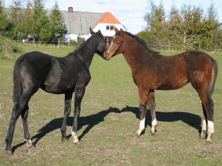 Dansk Varmblod Graversgaards Cyril billede 7