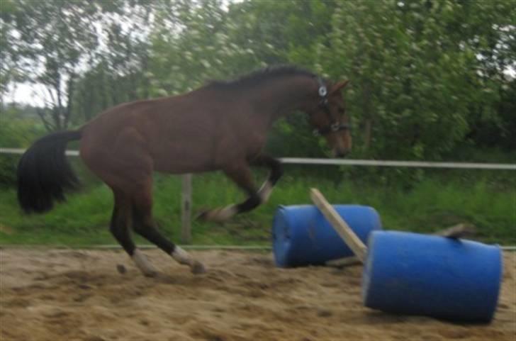 Dansk Varmblod Graversgaards Cyril billede 8