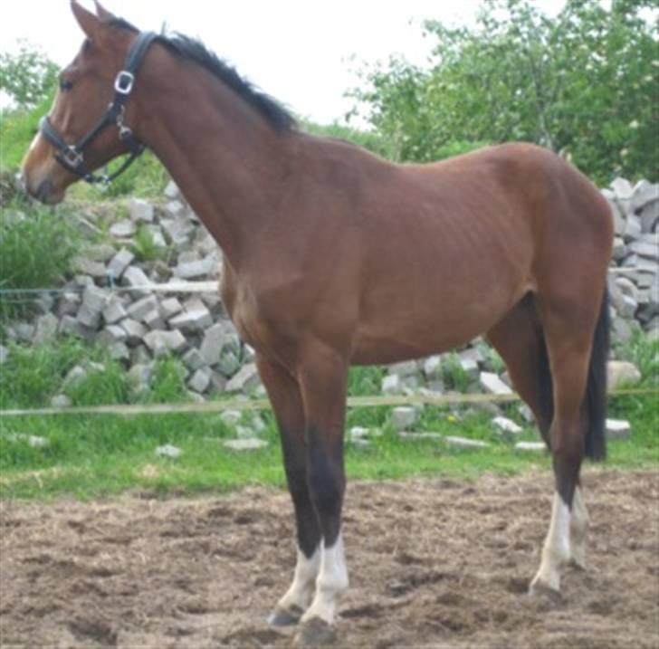 Dansk Varmblod Graversgaards Cyril billede 9